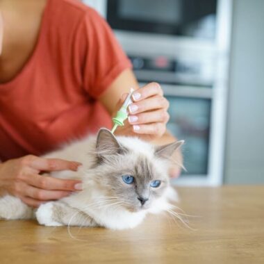 mulher aplicando remédio antipulgas em gato.