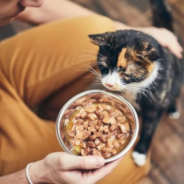 gato comendo ração úmida ou sachê.