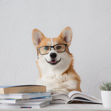 Cachorro usando óculos em cima de uma mesa cheia de livros