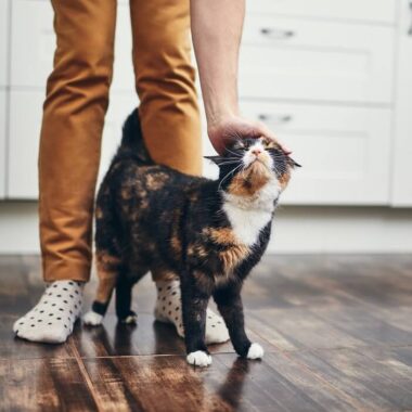 como cuidar de gatos: gata tricolor recebendo carinho do seu tutor