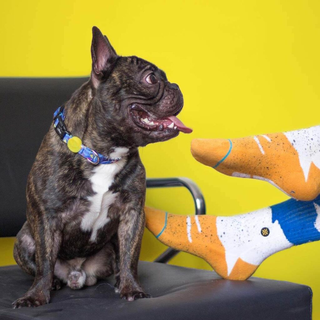 Pug de coleira em cima da cadeira, com dois pés humanos de meia apoiados ao lado dele.