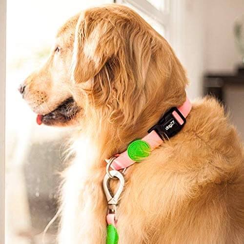 Golden retriever de coleira rosa bebê com verde limão olhando pela janela.