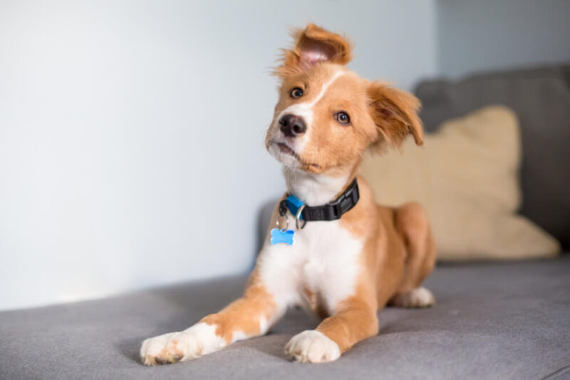 Cachorro caramelo com manchas brancas de coleira em cima do do sofá.