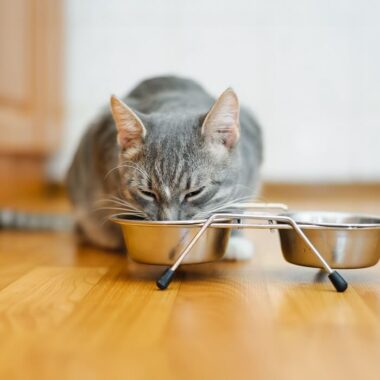 melhor comedouro para gatos modelo duplo em aço inox