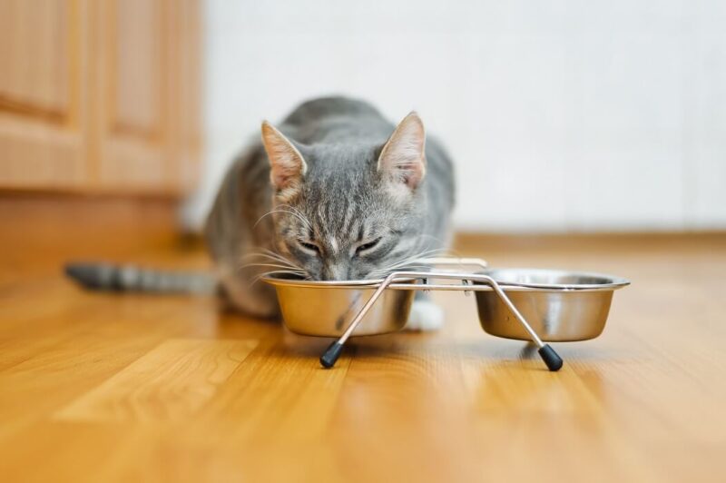 melhor comedouro para gatos modelo duplo em aço inox