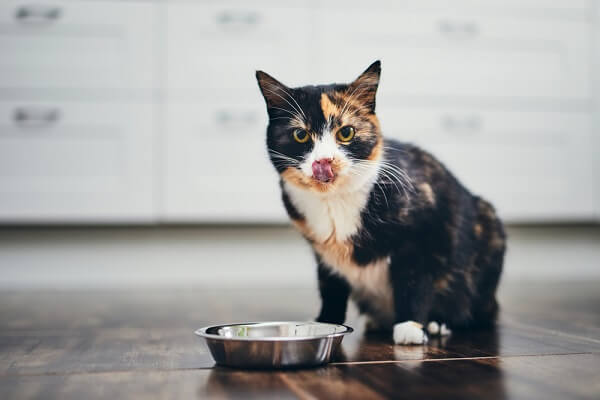 melhor comedouro para gatos. gata tricolor comendo ração em comedouro de inox.