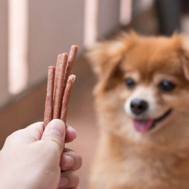 Homem oferecendo petisco para cachorro