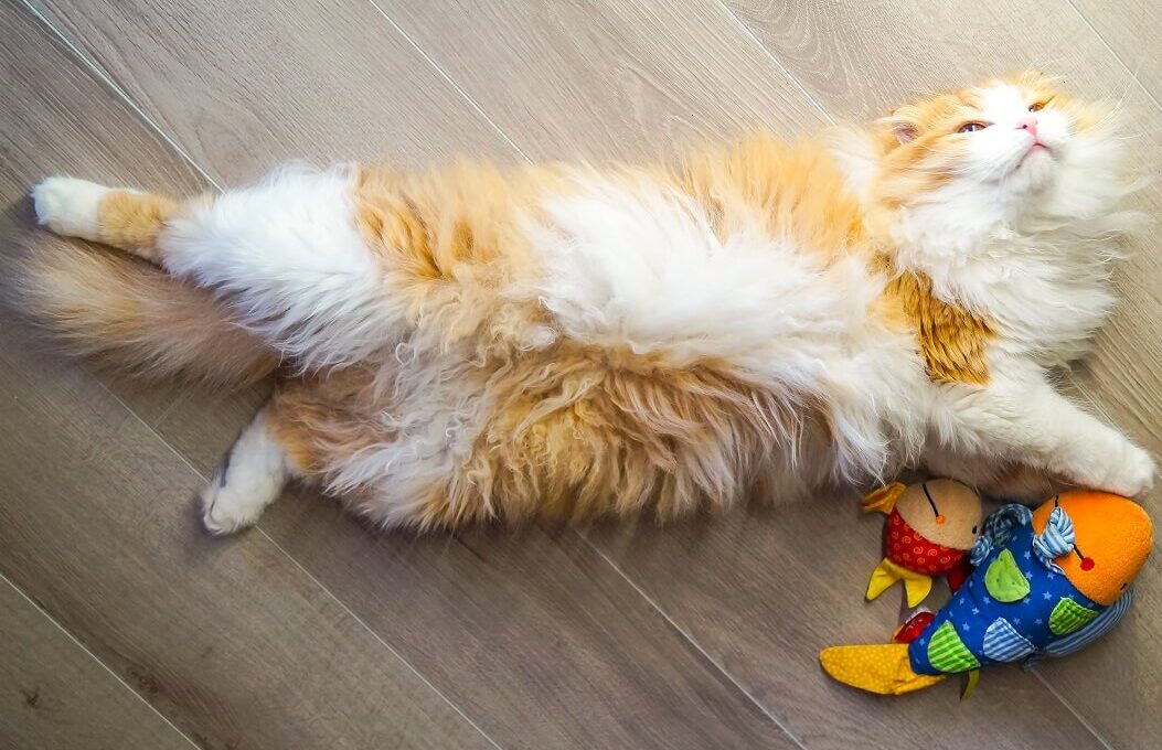 gato feliz deitado no chão com brinquedos com catnip