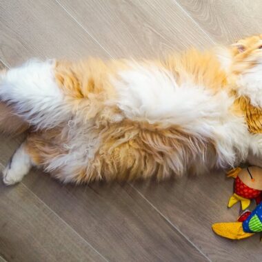 gato feliz deitado no chão com brinquedos com catnip